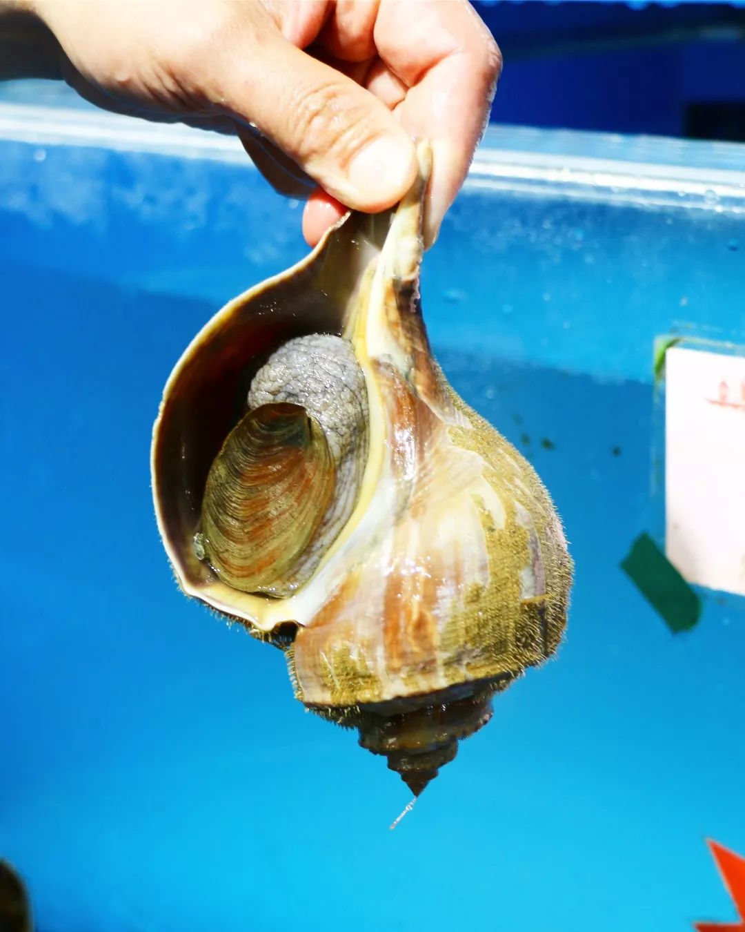 这家海鲜排档能吃到皮皮虾从鱼缸到餐桌只做最新鲜