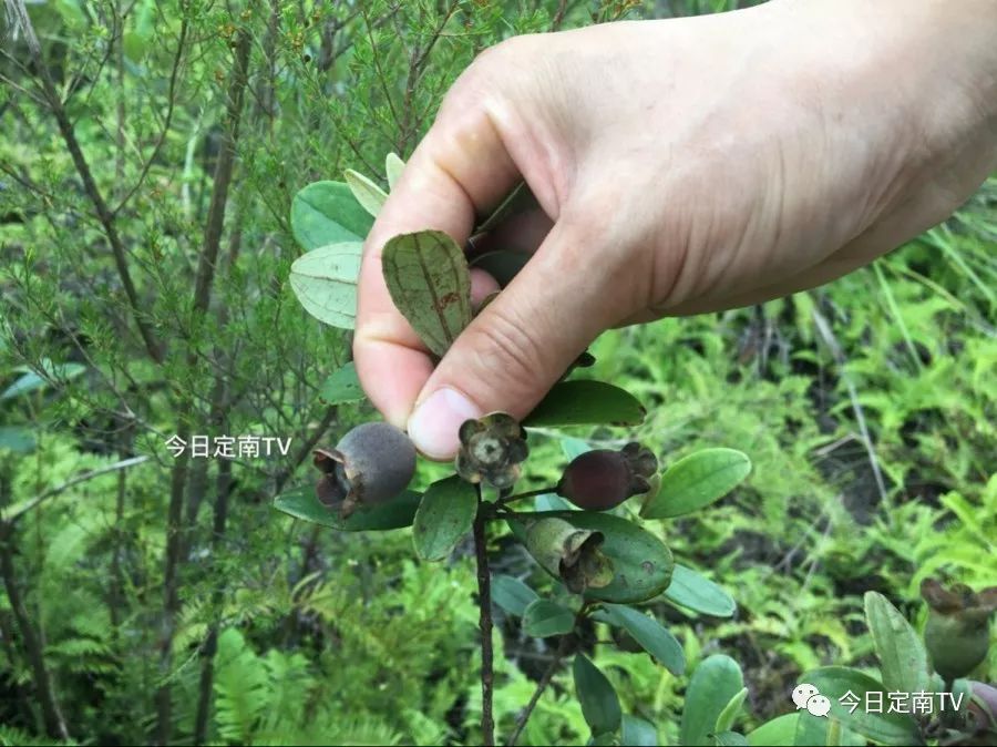 这种野果定南人称之为猪古嫩有多少人知道