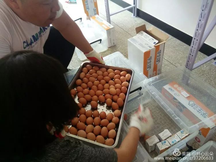 青县金牛镇全面实施蛋奶工程