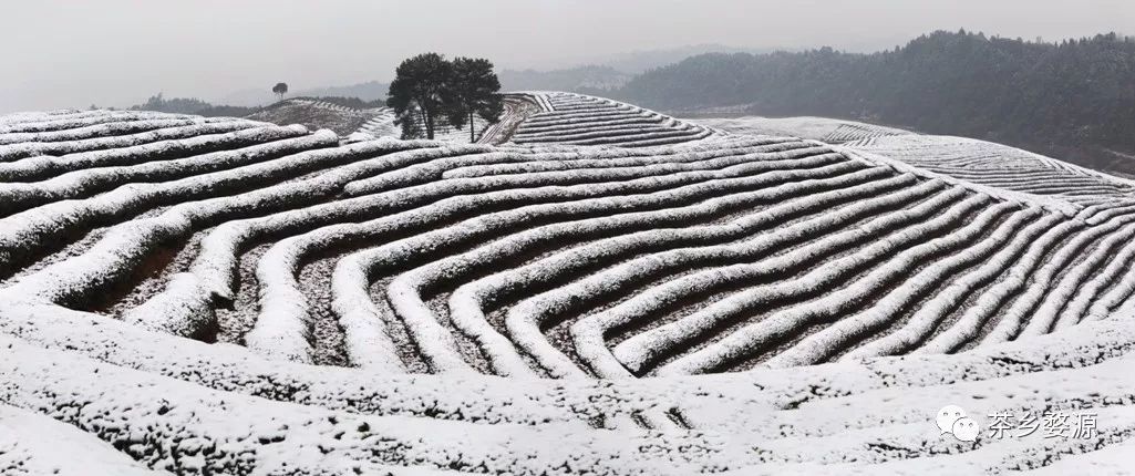 雪 韵 摄影:张银泉绿色地毯 摄影:张志强茶 海 摄影:朱永钦鄣山茶园