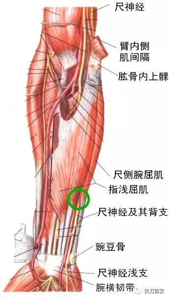 精进专题尺神经