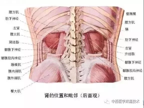 史上最全的人体解剖图