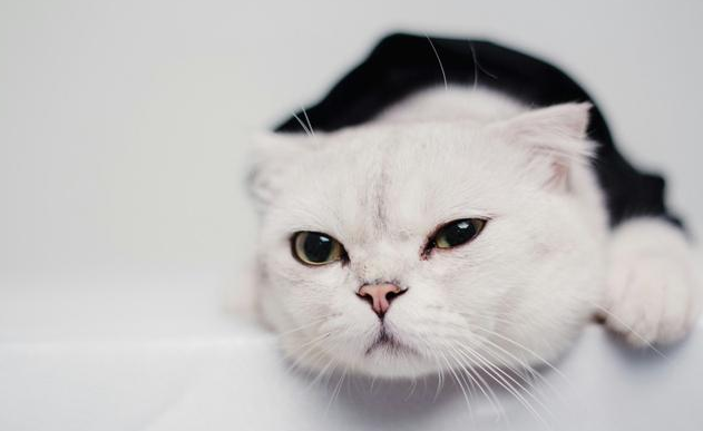 养公猫好还是母猫好?看完比较心里有底了