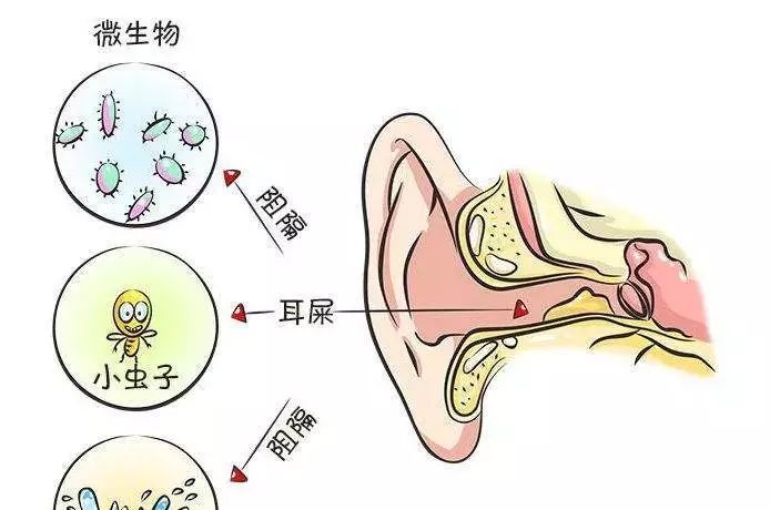 叫耳屎,也叫耳垢 医学名称叫"耵聍" 相反,它们能帮助保持耳孔的清洁