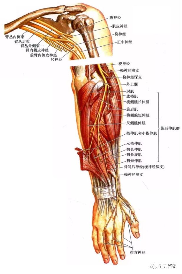 精进专题桡神经