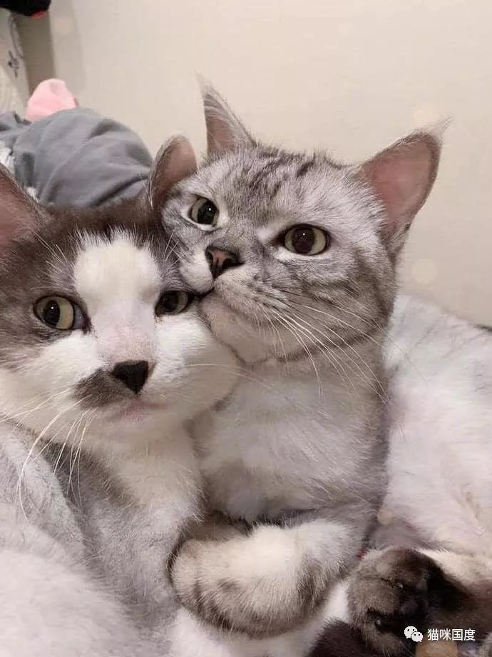 铲屎官家的两只猫咪好恩爱,每天都黏在一起