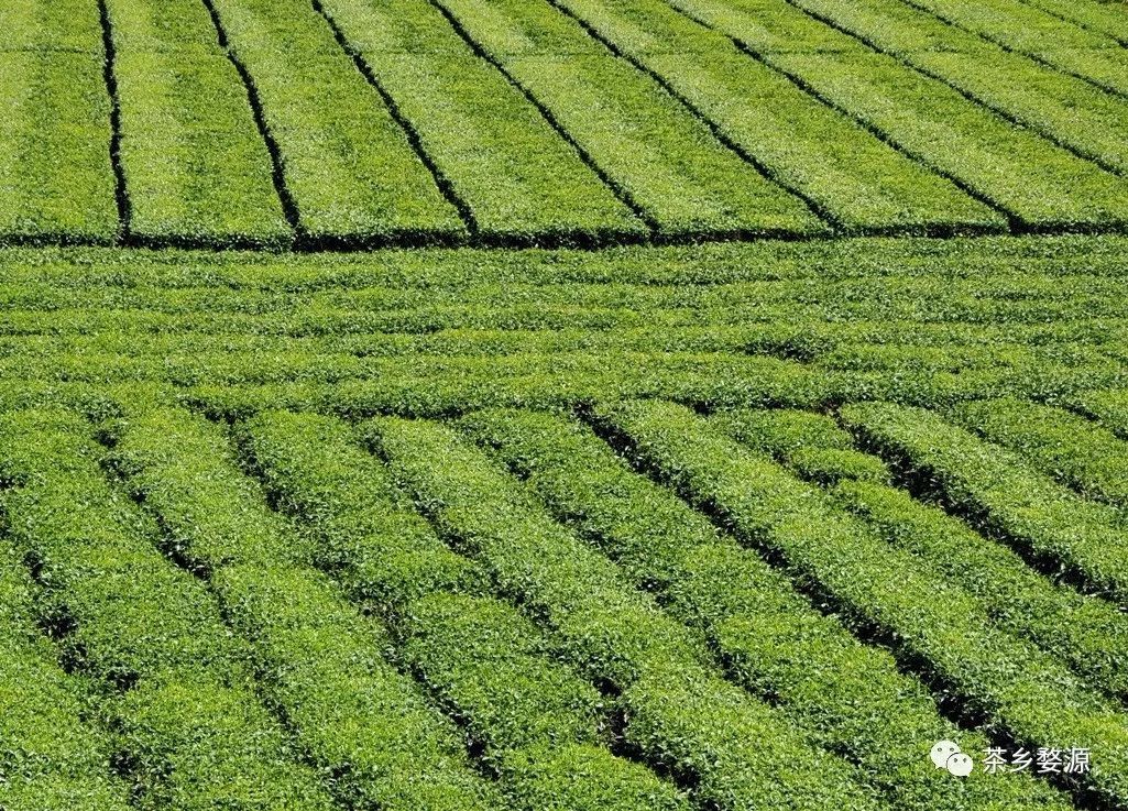 茶 海 摄影:朱永钦鄣山茶园 摄影:诸葛柏铭茶山摄影:诸葛柏铭考水茶园