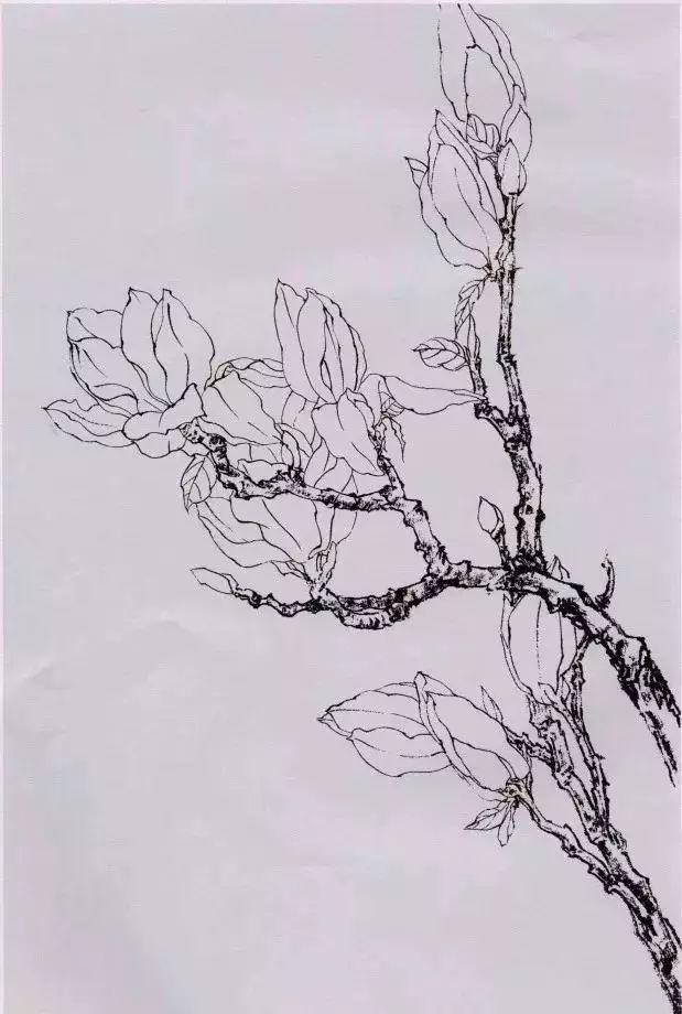 工笔玉兰画法步骤及玉兰线描稿欣赏_花瓣