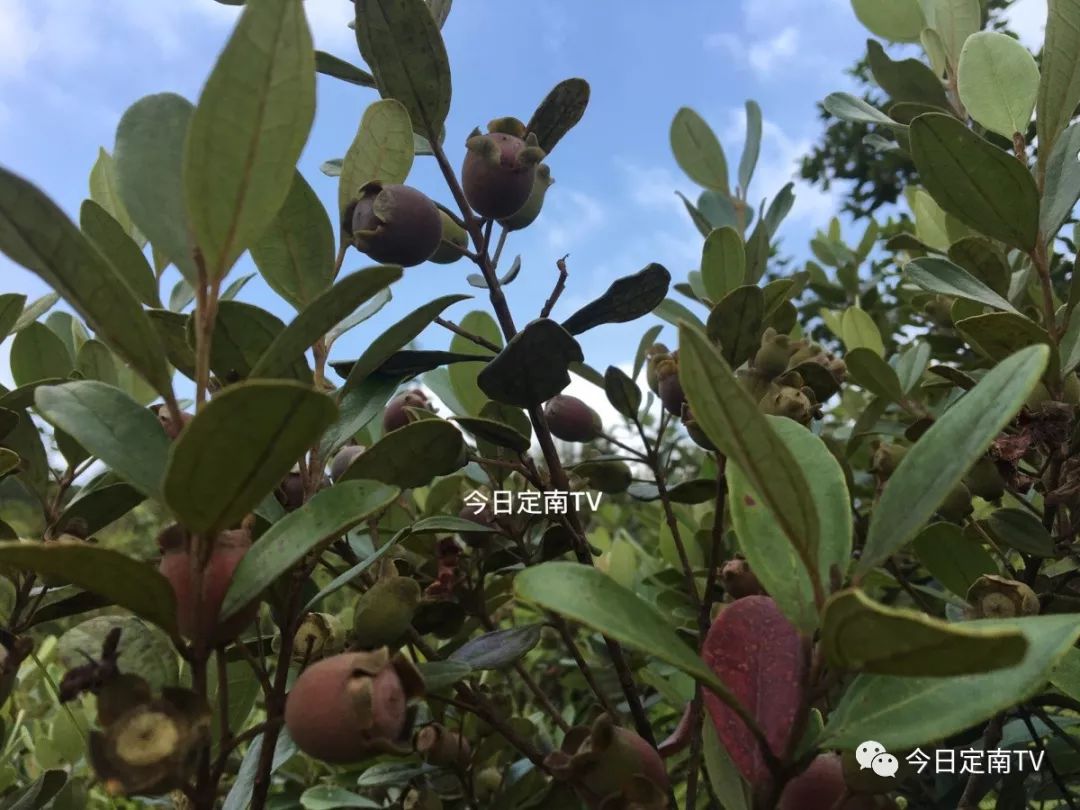 这种野果定南人称之为猪古嫩有多少人知道