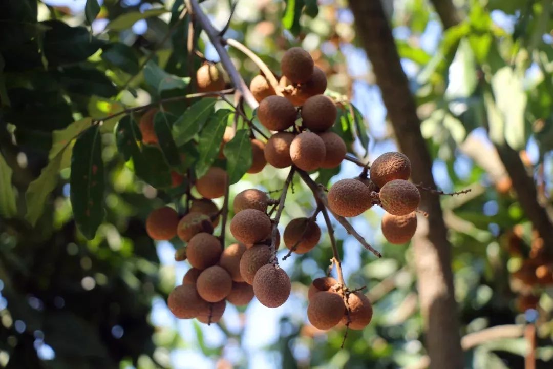 香蕉什么时候可以从树上摘下来 8b4482c3fd37404799328804053fd619.jpeg