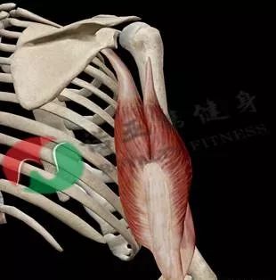 肱骨干后部的近侧半  内侧头起点:肱骨干后部的远侧半  止点:尺骨鹰嘴