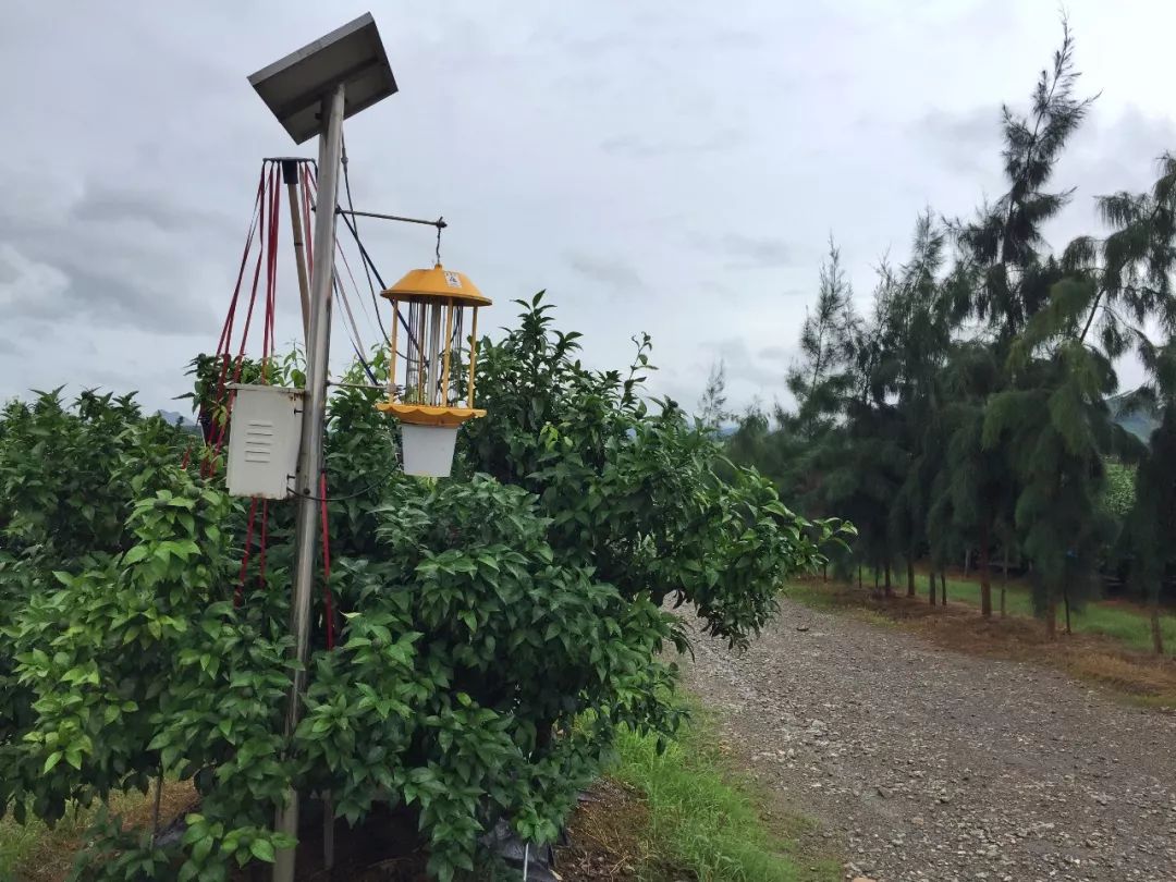 沃柑种植最土豪最标准的基地好果园系列二十二