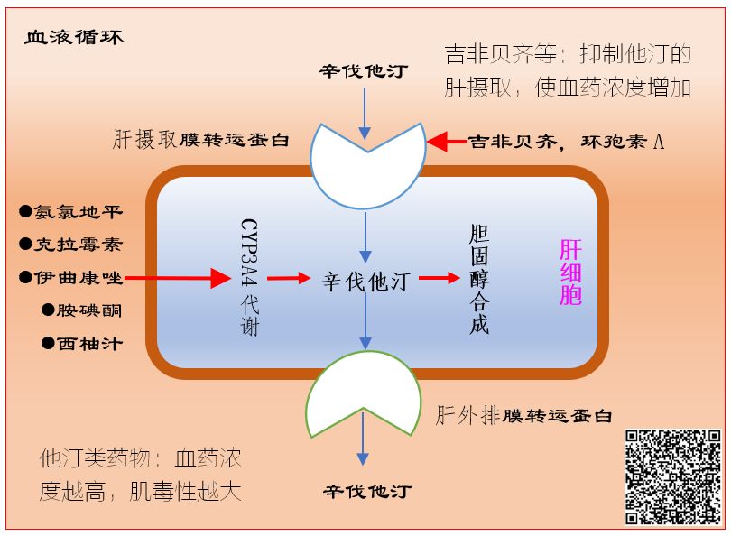 图解:他汀类降脂药物的四个用药细节(收藏)