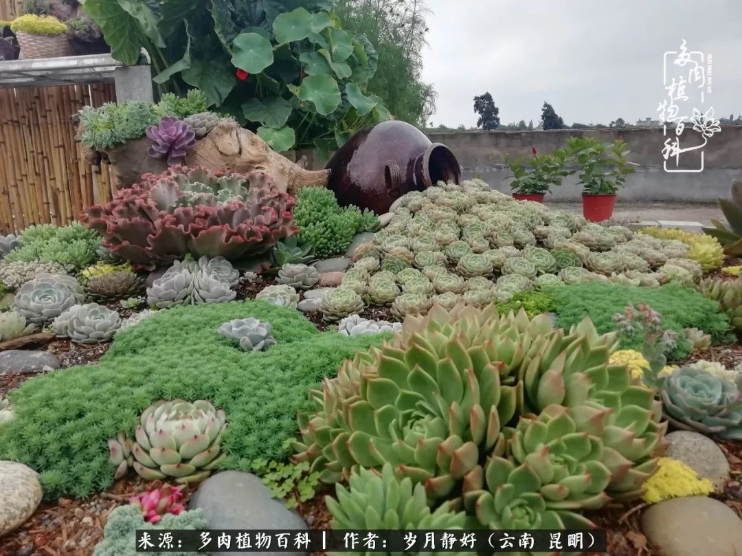 楼顶多肉花园的建成及蜕变一个单亲妈妈的岁月静好