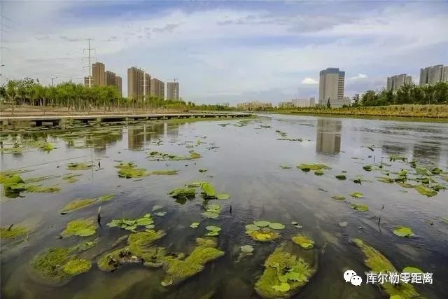 库尔勒市园林绿化管理局杜鹃河湿地公园主任洪斌说:"杜鹃河湿地公园