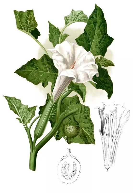 什么？“地三鲜”其实是一家人？