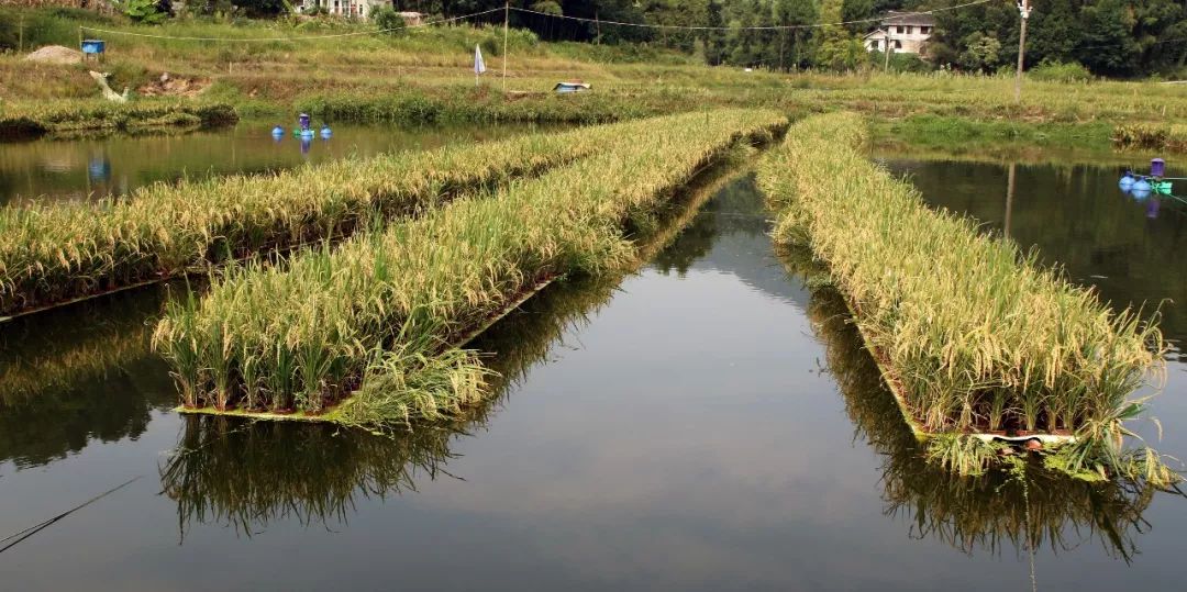 水下养鱼,水面种稻,贵州第一块大田"漂浮水稻"成熟了