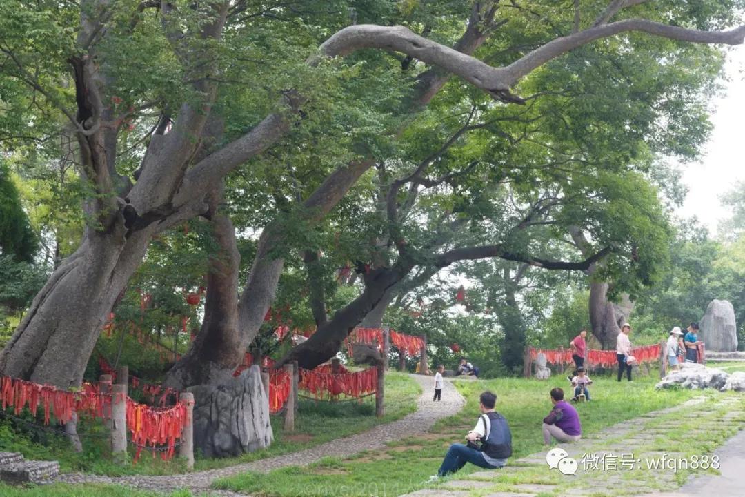 榆树人口有多少_榆树盆景(3)