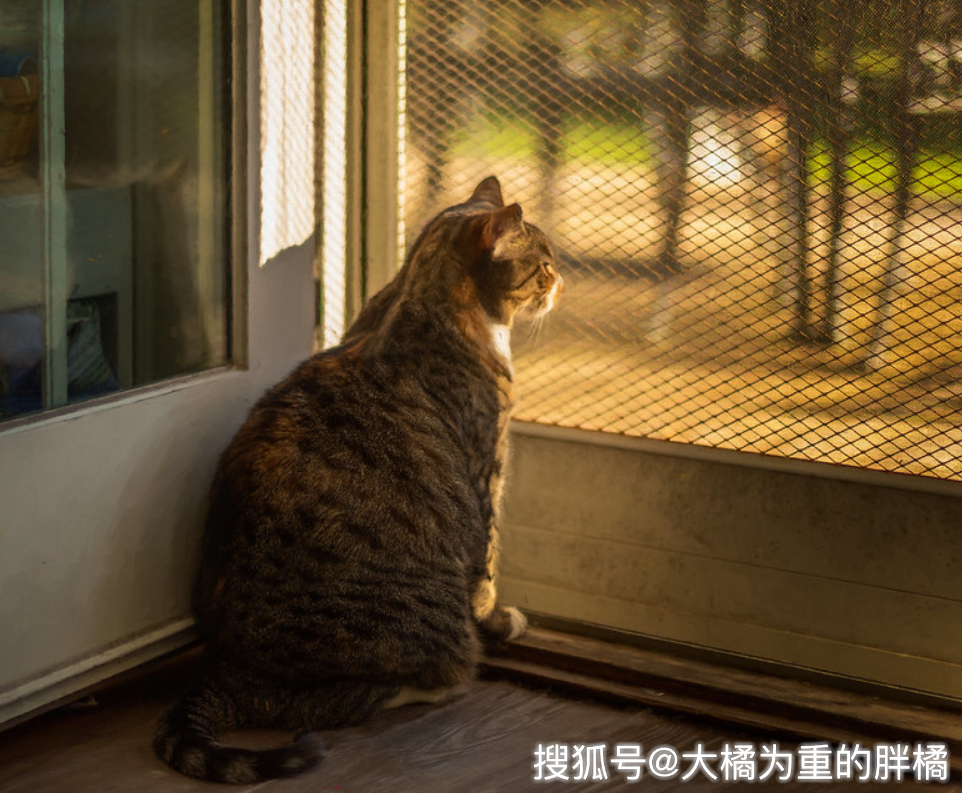 原创猫咪为啥总爱"眺望"窗外?有这4个理由,它并不是一直想着逃跑