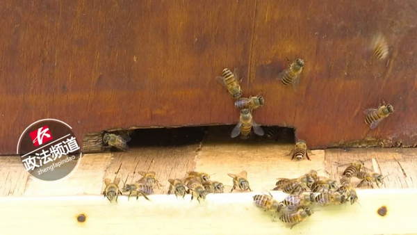 56箱蜜蜂找到新家！长沙沙里平小区蜂箱全部搬走