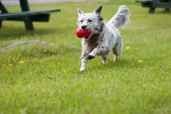 怎么教狗狗不要乱喊乱叫 e70953797b81490d93fd2a04b2cd9d0c.jpeg