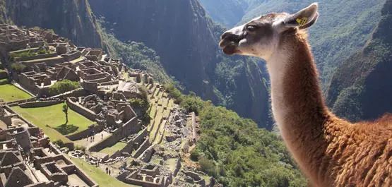 什么？“地三鲜”其实是一家人？