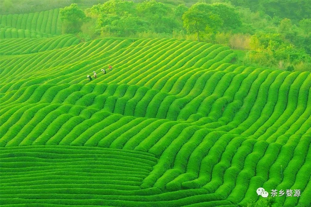 太美了婺源绿茶摄影大赛作品组图