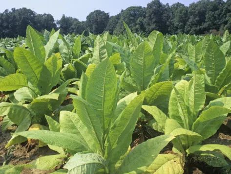 什么？“地三鲜”其实是一家人？