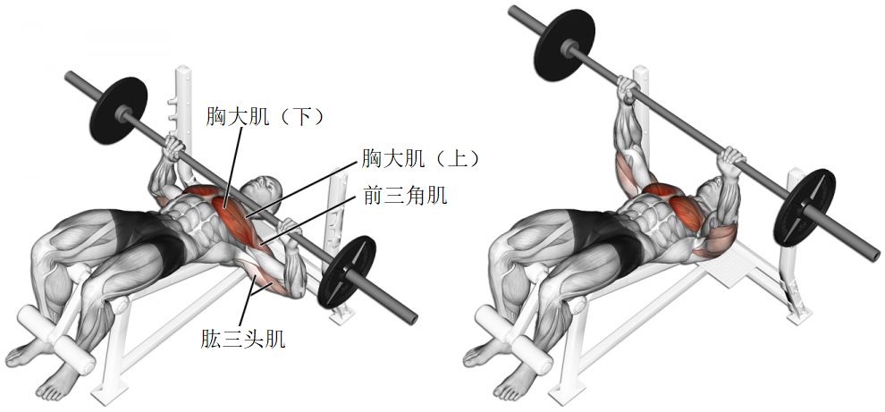 经典动作讲解卧推