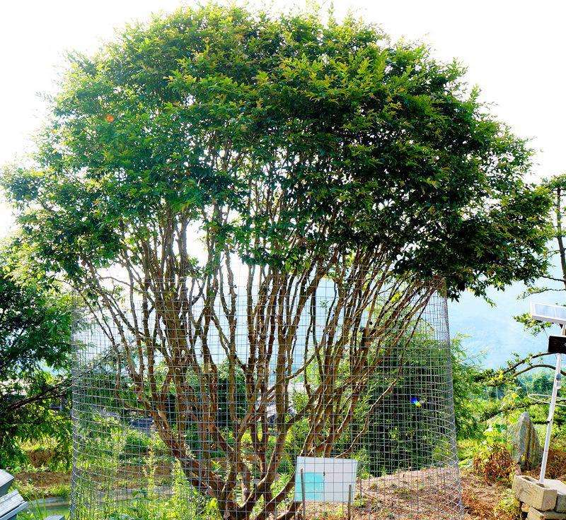 嘉宝果树的种植过程,广东嘉宝果树的价格如何