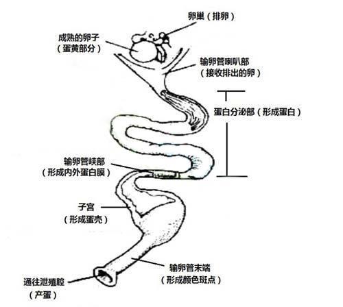 母鸡卵巢成熟后会进行排卵,人类女性排卵一个月一次,母鸡则是一天