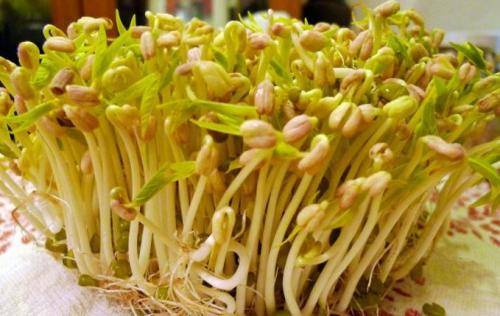 豆芽菜简谱_儿歌简谱(3)