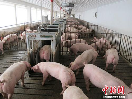 两部门发文实施生猪规模化养殖场建设补助项目