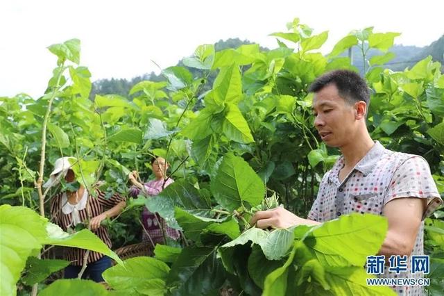 饶峰镇新华村的养蚕户邱红军(右)在自家的桑树园内采摘桑叶