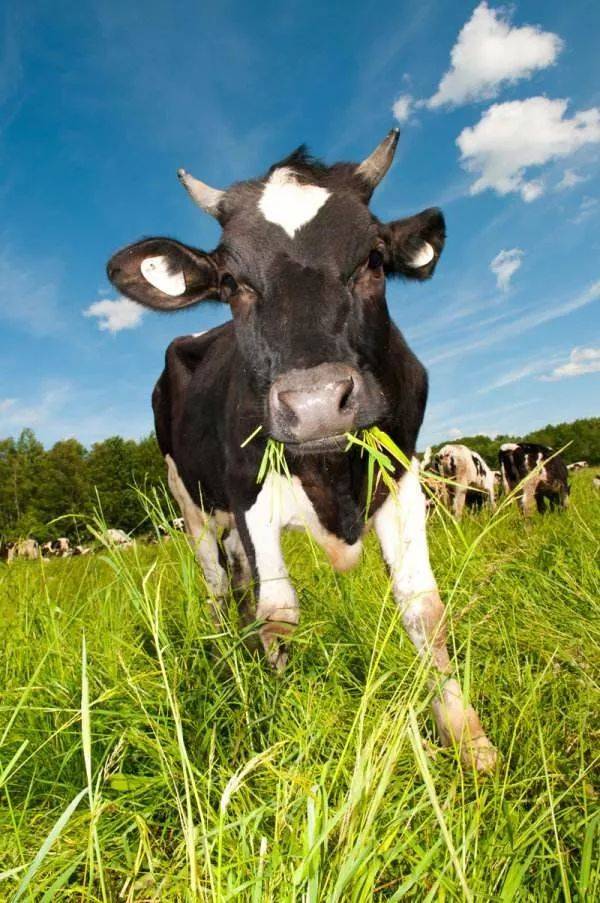 牛的高致死率疾病—魏氏梭菌病