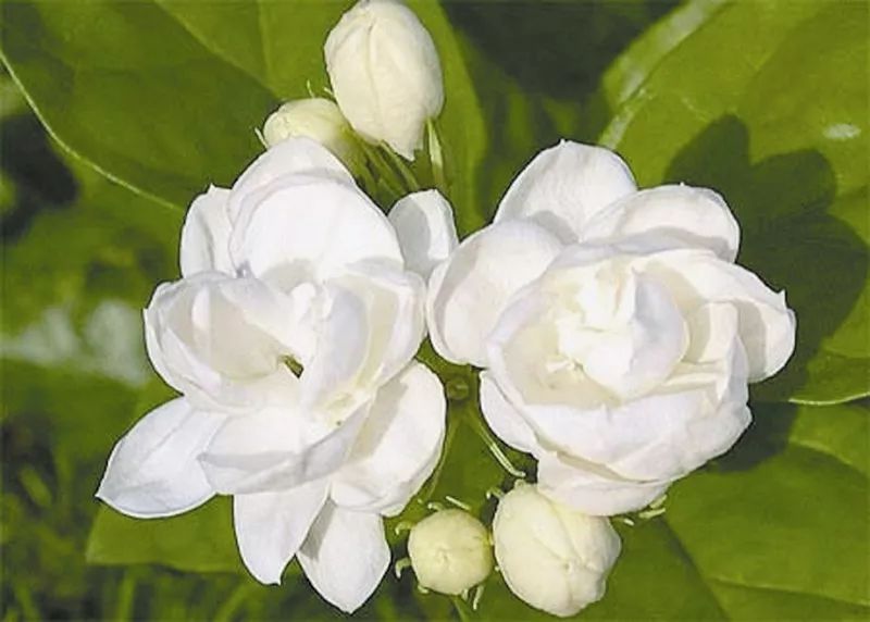 可以用茶水养的花 174235a41eef4e8f82e8ffd3524f960e.jpeg