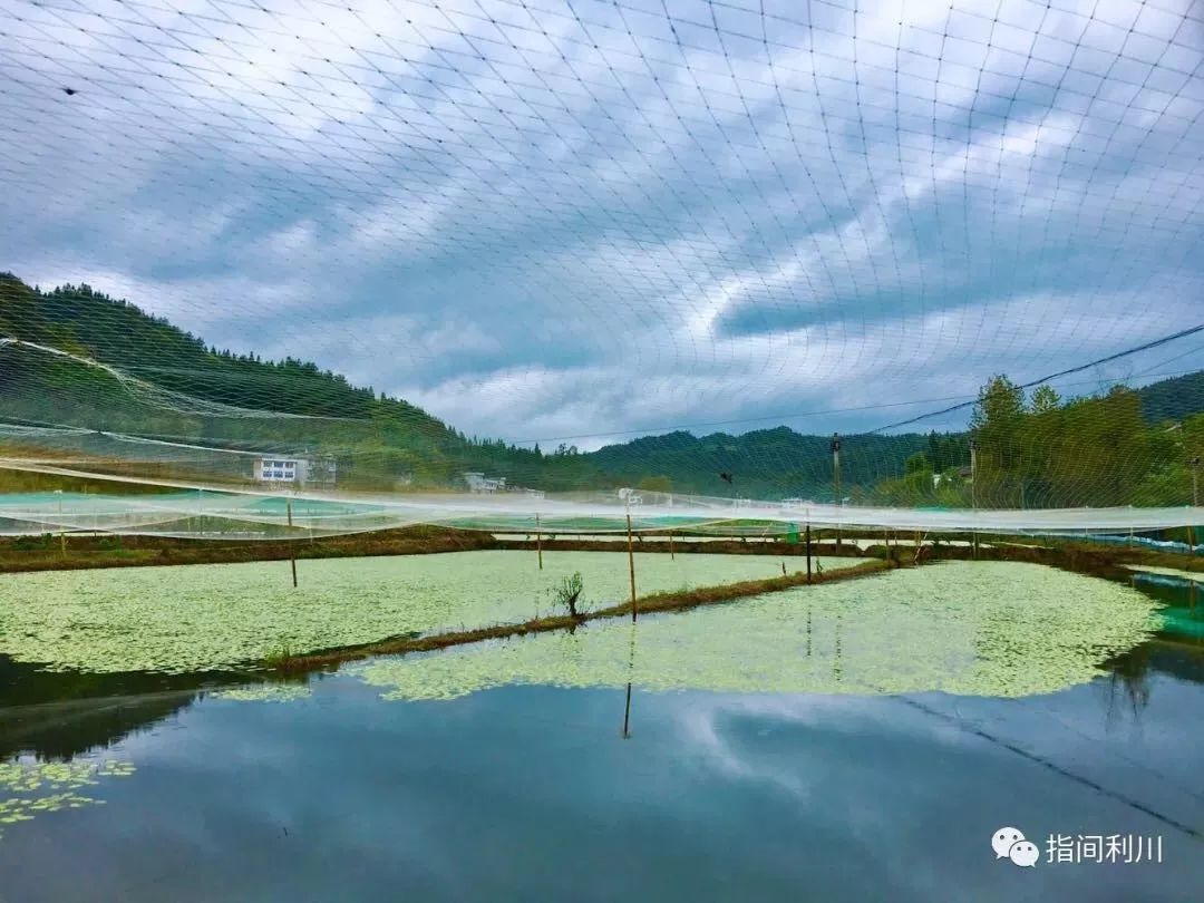 央视深度财经聚焦利川,这些故事再上央视!