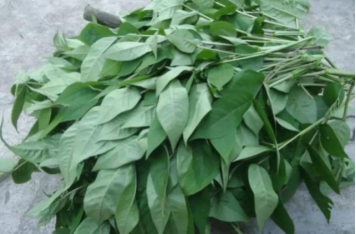 被称为羊角菜功效很多城里很少见
