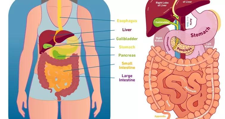 肠道,一个最值得被重视的器官