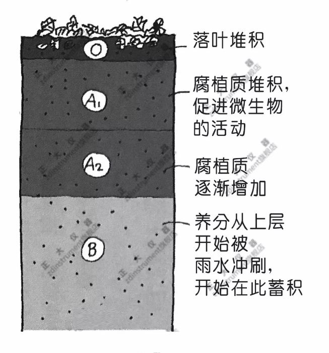 开始老化的土壤出现了"e层 淋溶层 这个土层的养分流失.