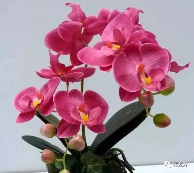 蝴蝶兰怎么样养才能长得好 2d8b081d040948c9843de7c92d856c91.jpeg