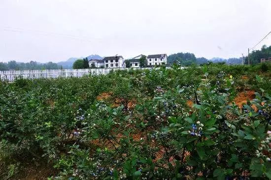 蓝莓什么时候种植最好南方 30ff1d2790c24da0b22a79ff022fb32c.jpeg