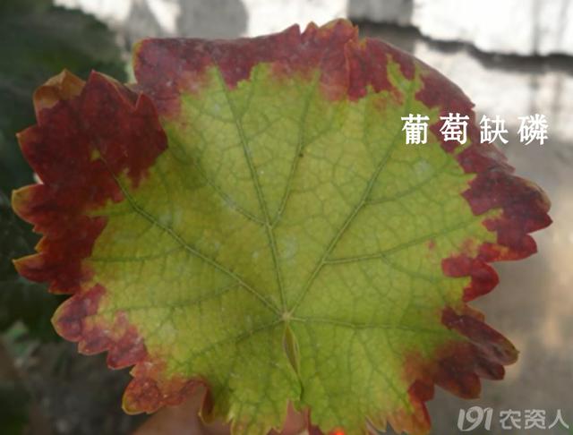 葡萄缺磷表现