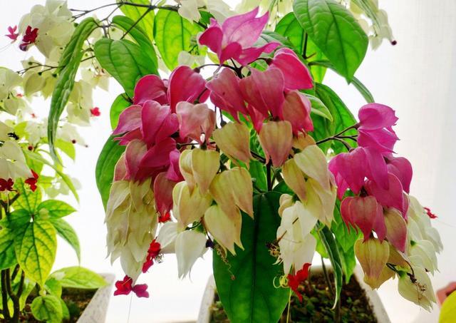 名字里有龙的5种花每盆都吉祥花