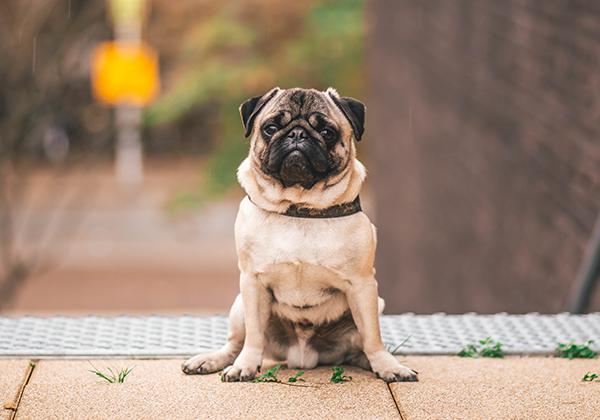 哈巴犬相比于其他狗狗,其实更加容易患肥胖症,这与它们厚实的身体