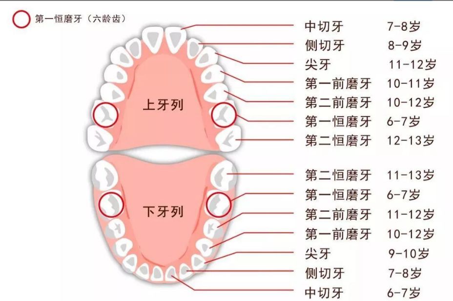 人的一生确实有两副牙齿: 乳牙列 恒牙列.