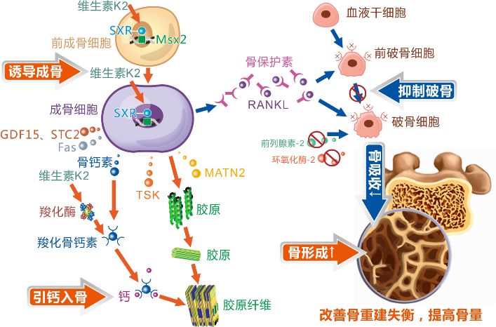 成骨细胞合成骨钙素,维生素k2促进骨钙素羧化,形成γ-羧化骨钙素,获得