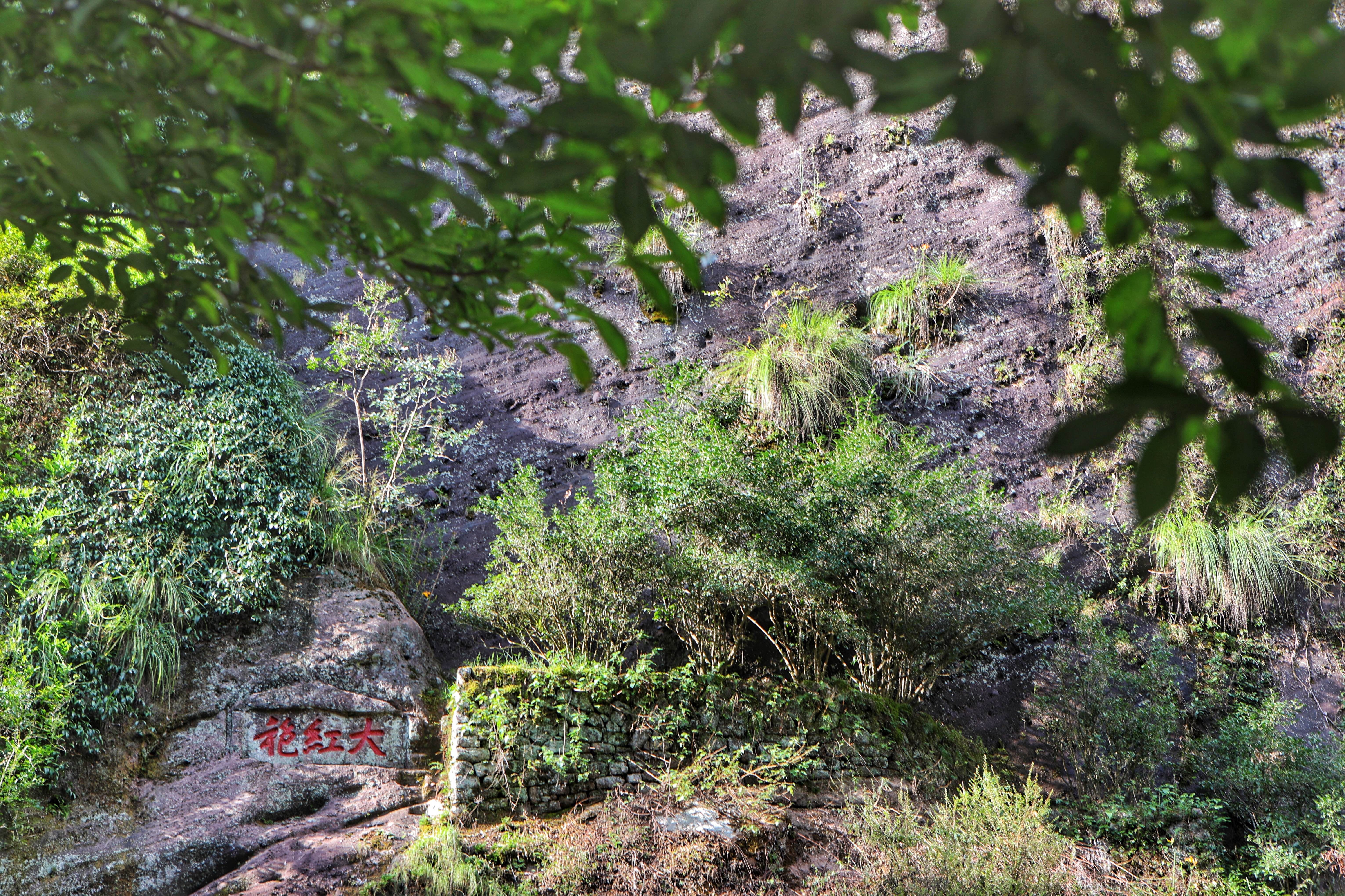 探秘武夷山的秘径岩骨花香:国内天价茶叶产地在这