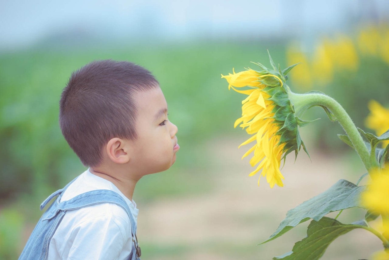 潍坊一路向北!邂逅大片向日葵花田.