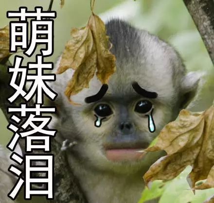 猴的表情 53cd2710d529444d9a4a0d163a09972e.jpeg